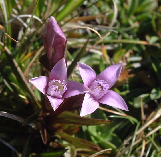 Gentianella campestris / Genzianella campestre